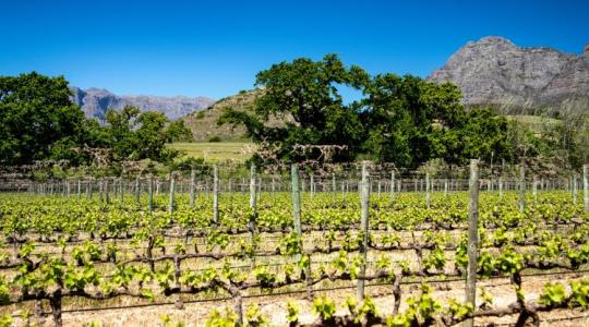 Aranyat érnek a zártkertek? Brutális árugrást hozott az Otthon Start Aranyat érnek a zártkertek? Brutális árugrást hozott az Otthon Start