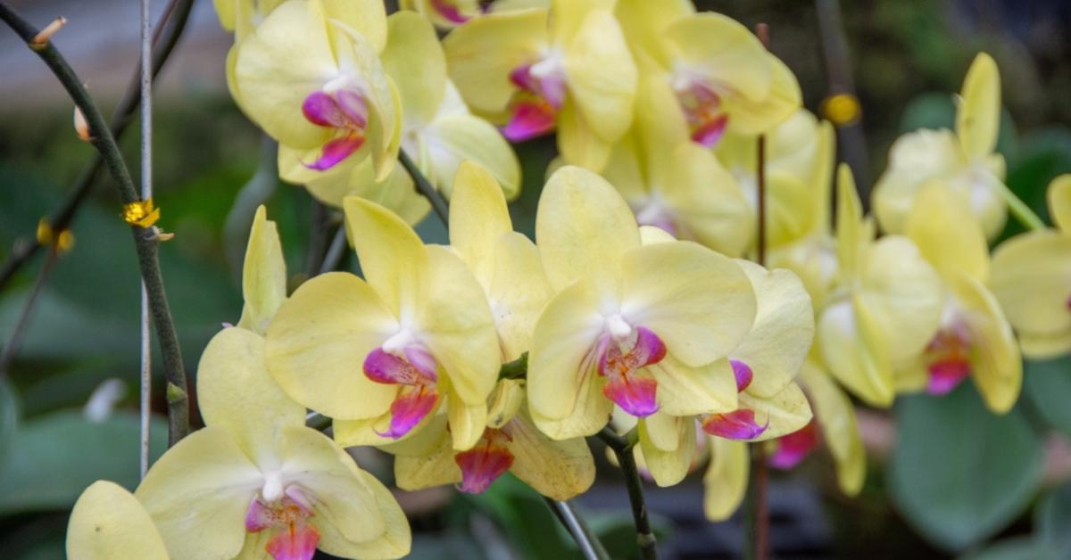Csodás orchideát szeretnél? Adj neki banánt! Csodás orchideát szeretnél? Adj neki banánt!