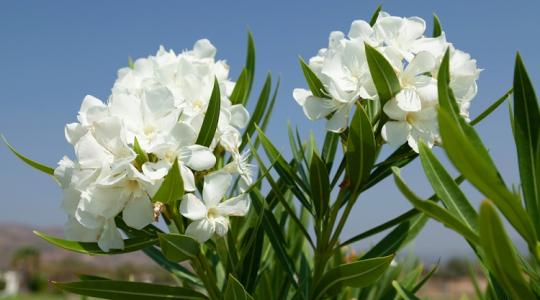 Nem jól fest a leander? Esetleg meg is fagyott a télen? Így mentsd meg!