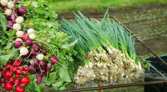 Március kedvencei: ezek a zöldségek fogynak a leggyorsabban