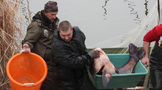 Utolsó esély, érdemes sietni: 10 tonna hal sorsa dől el