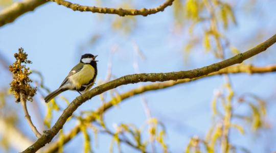 Cinege költözött a postaládádba? Lépések, amiket azonnal meg kell tenned