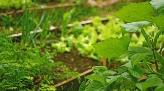 Márciusi kertészkedés: ezt az 5 dolgot kell beszerezned a hétvégéig