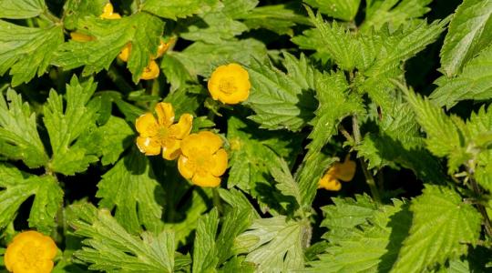 Figyelj oda! A csalán és a boglárka is komoly problémát jelez a kertedben! Figyelj oda! A csalán és a boglárka is komoly problémát jelez a kertedben!