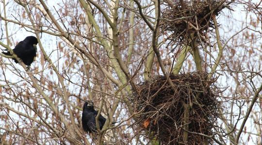 Országos varjúleltár: összefog a tudomány és a lakosság a fészekkolóniák felmérésére Országos varjúleltár: összefog a tudomány és a lakosság a fészekkolóniák felmérésére