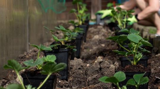 Most még nem késő! Így lesz villámgyorsan földi eper a kertedben!