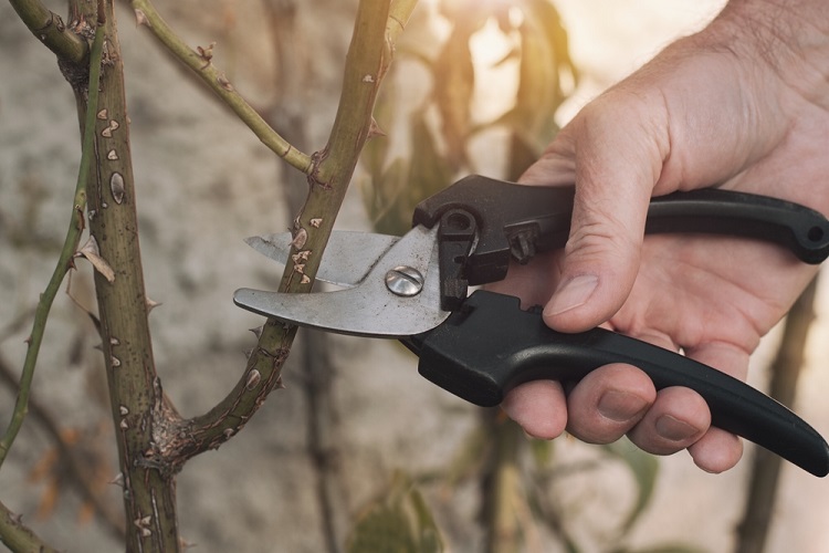 tél kéz metszőolló kert