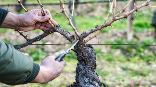 A szőlősgazdáknál most lett teli a pohár: nem a fitoplazma a baj