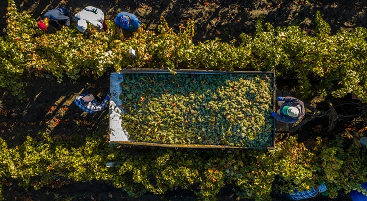 A borszőlő ára még mindig javulhatna