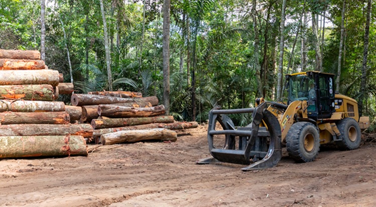 Ismét drágán lehet értékesíteni a fát