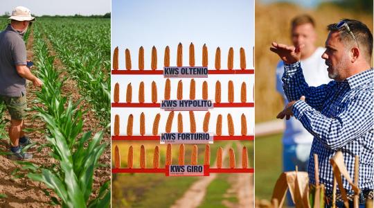 Így tervezze meg a kukorica tőszámát 