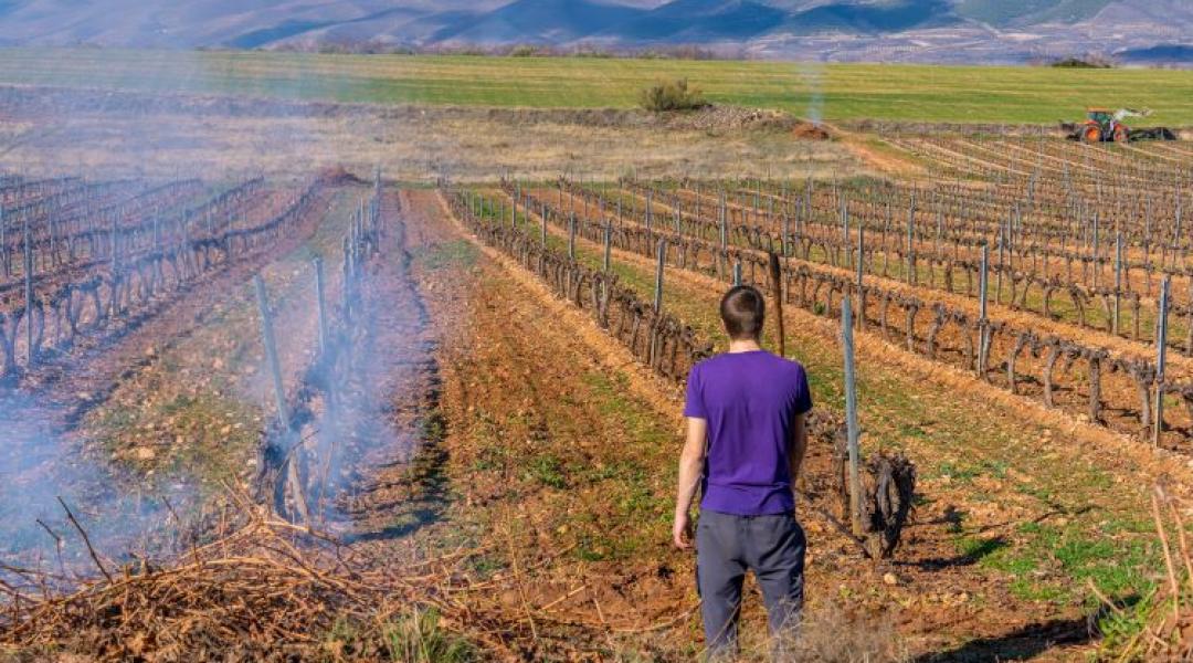 Növényorvosi Kamara: Nem technológiai kérdés a venyige sorsa, hanem a túlélés záloga