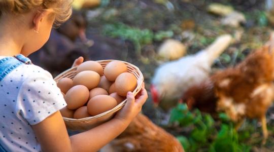 Dugig leszel D-vitaminnal, ha így eszed a tojást! Dugig leszel D-vitaminnal, ha így eszed a tojást!