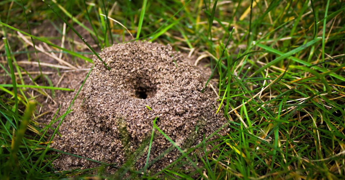 Tele van hangyákkal a kerted és a házad? Itt a megoldás!