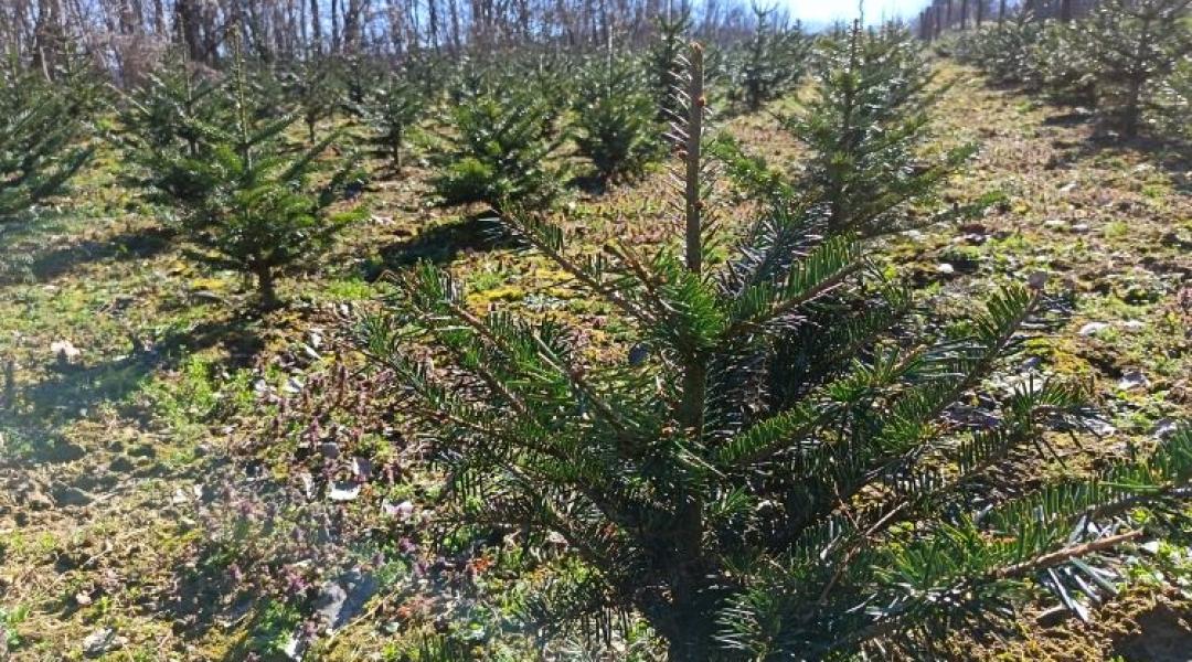Ötévnyi munka ment a kukába: több milliós vadkár a fenyőültetvényben