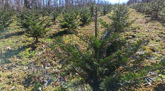 Ötévnyi munka ment a kukába: több milliós vadkár a fenyőültetvényben