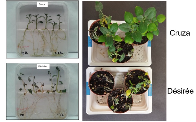 Tesztelés laborkörülmények között a Ralstoniára