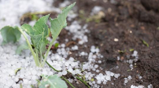 Már a déli óráktól lecsaphatnak: jéggel, villámlással jönnek a zivatarok