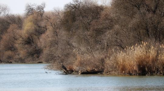 Elképesztő videón, ahogy az iszapba ragadt marhát mentik +VIDEÓ