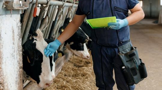 Apró hibán bukhatnak el az állattartók: változás az inszeminátorok nyilvántartásában