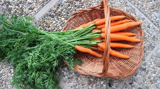 Kifogyóban a készletek: aranyáron mérik tavasszal a biorépát