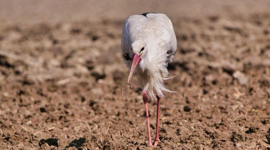 3 napos előrejelzés: Hiába a nappali 20 fok, a fagyzugokban repkednek a mínuszok