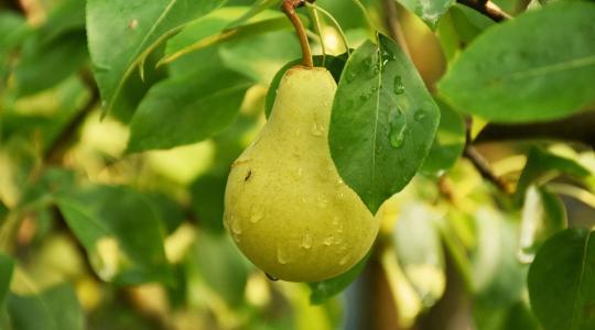 Lemaradsz a szezon kedvencéről! Már csak heteid maradtak, hogy ilyen körtét vegyél Lemaradsz a szezon kedvencéről! Már csak heteid maradtak, hogy ilyen körtét vegyél