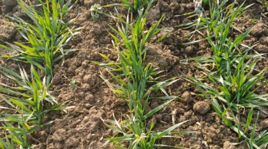 Agrometeorológia: 20 fokos hőingás és porszáraz talaj – ez a tavasz nem úgy indult, ahogy vártuk