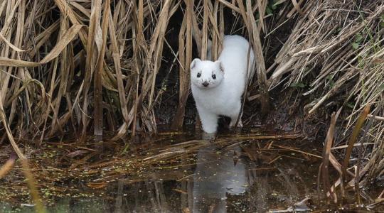 Sikerült lencsevégre kapni: olyan állat bukkant fel Somogyban, amit alig látni a természetben Sikerült lencsevégre kapni: olyan állat bukkant fel Somogyban, amit alig látni a természetben
