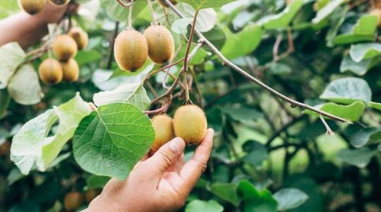 Saját kivi? Ilyen egyszerűen lehet a te kertedben is!