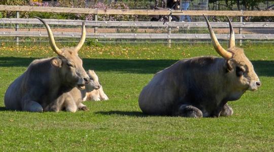 Visszafordíthatatlan károkkal fenyeget ez a törzskönyvi változás