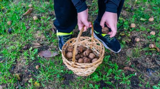 Egyetlen udvarról sem hiányozhatott: miért ültettek diófát a parasztudvarokban? Egyetlen udvarról sem hiányozhatott: miért ültettek diófát a parasztudvarokban?