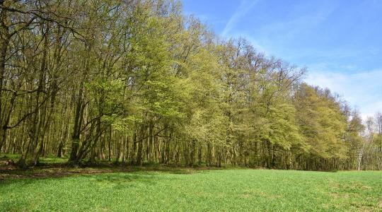 Területalapú támogatást igényelsz? Akkor augusztusig ne nyúlj a fákhoz!