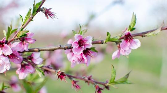 Kajszid vagy őszibarackod van? Most dől el, hogy lesz-e mit szüretelned idén