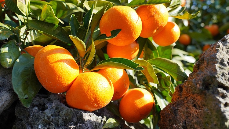 mandarin