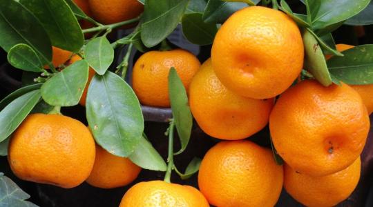 Dél-Afrika nem bíz semmit a véletlenre: 52 millió láda mandarint indítottak útnak 