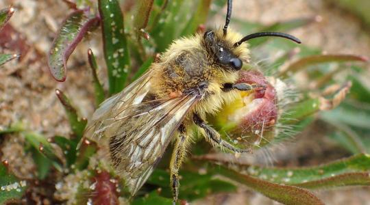 Apró lyukak és zümmögés a gyepen? Ne ijedj meg – ez a legjobb, ami a kerteddel történhetett! Apró lyukak és zümmögés a gyepen? Ne ijedj meg – ez a legjobb, ami a kerteddel történhetett!