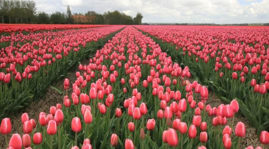 Házakat adtak egyetlen hagymáért: A tulipánmánia, ami majdnem romba döntötte Európát