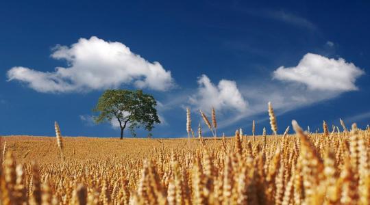Veszélyben a magyar gazdák? 10 év haladékot kérnek az ukránok az EU-s szabályok alól