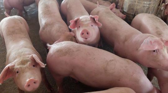 Már nem a profit, hanem a puszta túlélés a tét a magyar sertéstelepeken