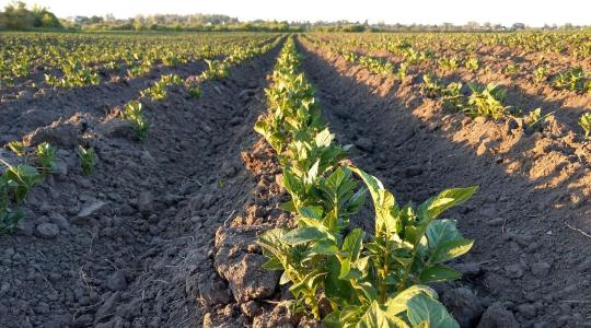 Vetőburgonya-dilemma: érdemes-e befektetni a következő szezonba?