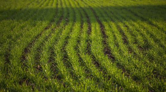 Így hozhat ki 500 kg plusz termést a búzából: A Quilt Prime alkalmazásának titkai