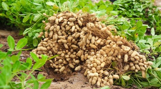 A legkeresettebb fehérjebomba ez a növény, mégis fogy a lelkesedésük az amerikai termesztőknek A legkeresettebb fehérjebomba ez a növény, mégis fogy a lelkesedésük az amerikai termesztőknek