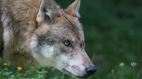 Farkasok és medvék az erdeinkben: retteghetnek az állattartók? Farkasok és medvék az erdeinkben: retteghetnek az állattartók?