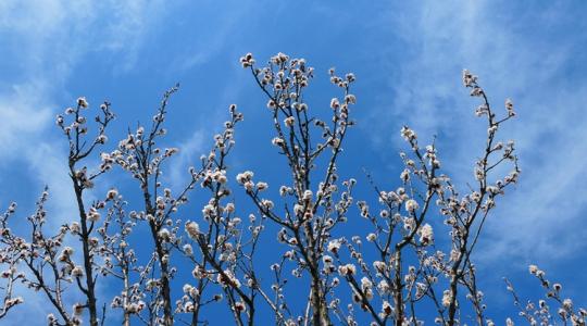 Időjárás: Ne tedd el a kabátot, sőt a barackfára is adj egyet +VIDEÓ Időjárás: Ne tedd el a kabátot, sőt a barackfára is adj egyet +VIDEÓ
