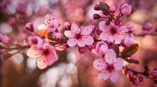 Új szabályozás a gyümölcs-szaporítóanyagoknál: ezek a növények lephetik el a piacot!