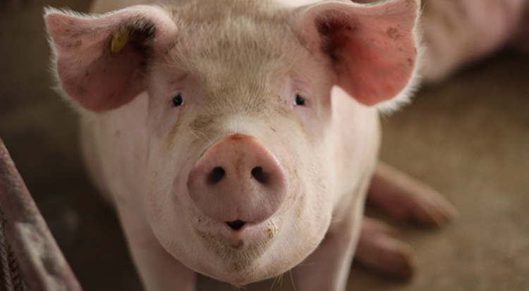 Gyors ütemben nő a sertések ára