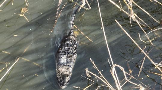 Olyan dolog történt, amire a 60 milliós felújítás sem készítette fel a szakembereket