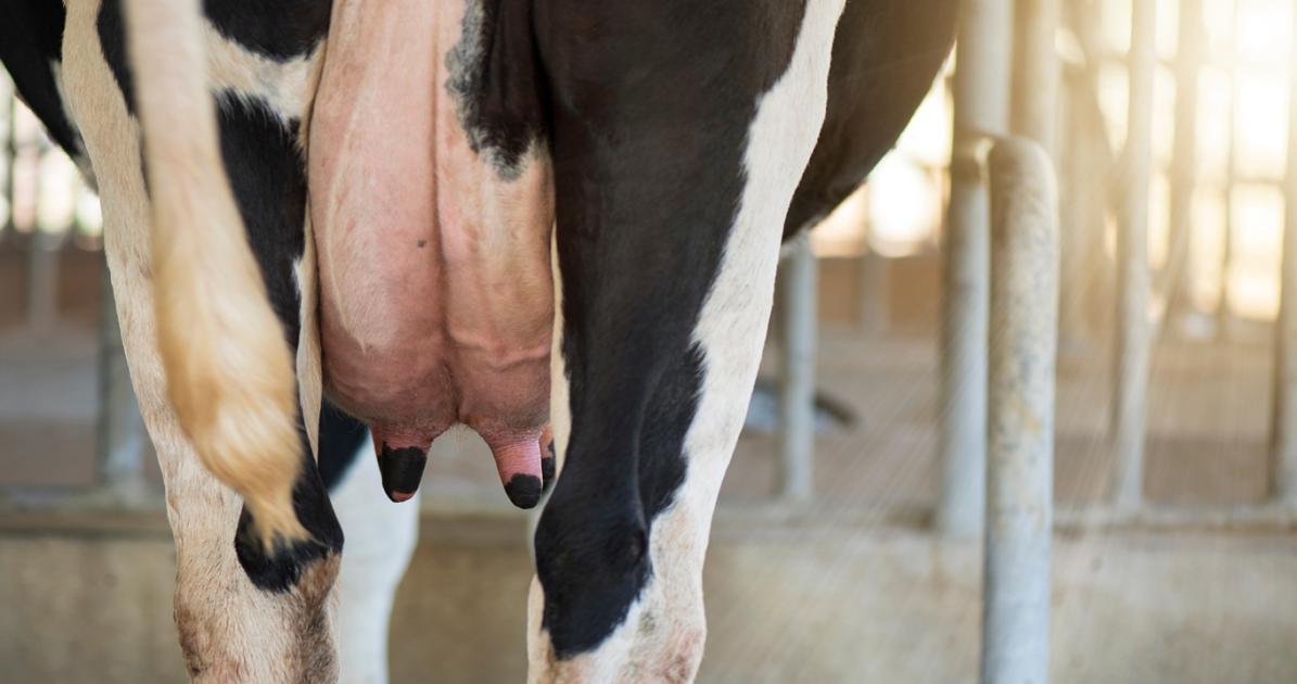 Reménysugár: július óta nem láttunk ilyet a tejpiacon