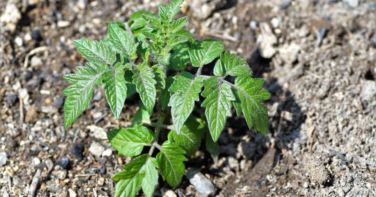 A legtöbben itt rontják el a palántavásárlást – te ne tartozz közéjük!